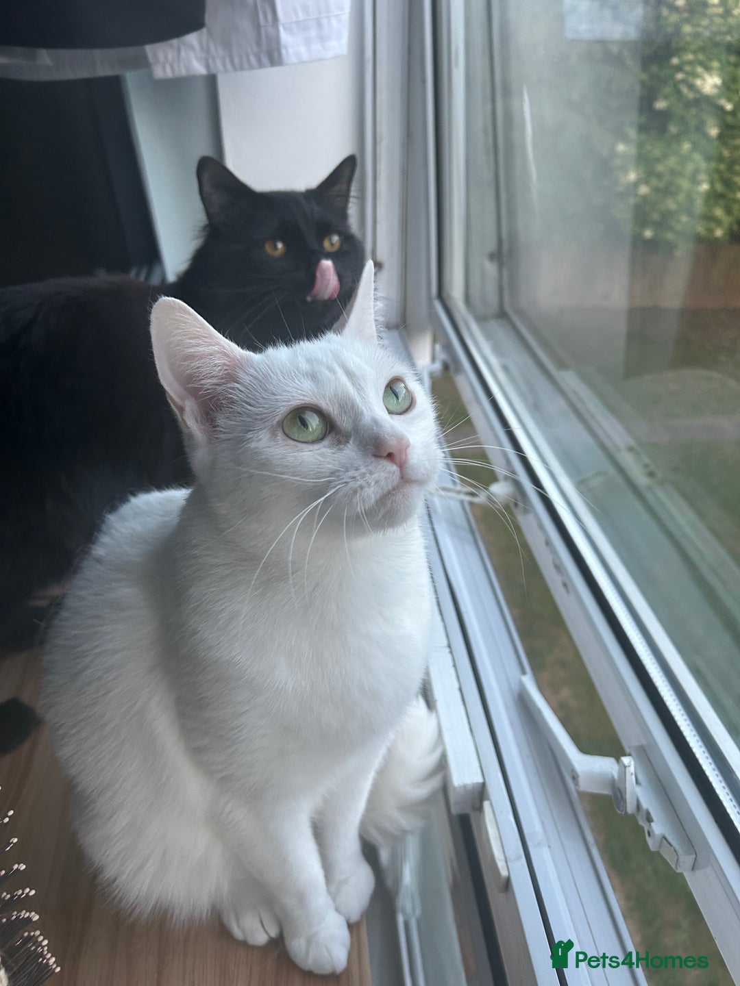 Ragdoll cats for sale: Ragdoll x Russian white Male !! - Image 6