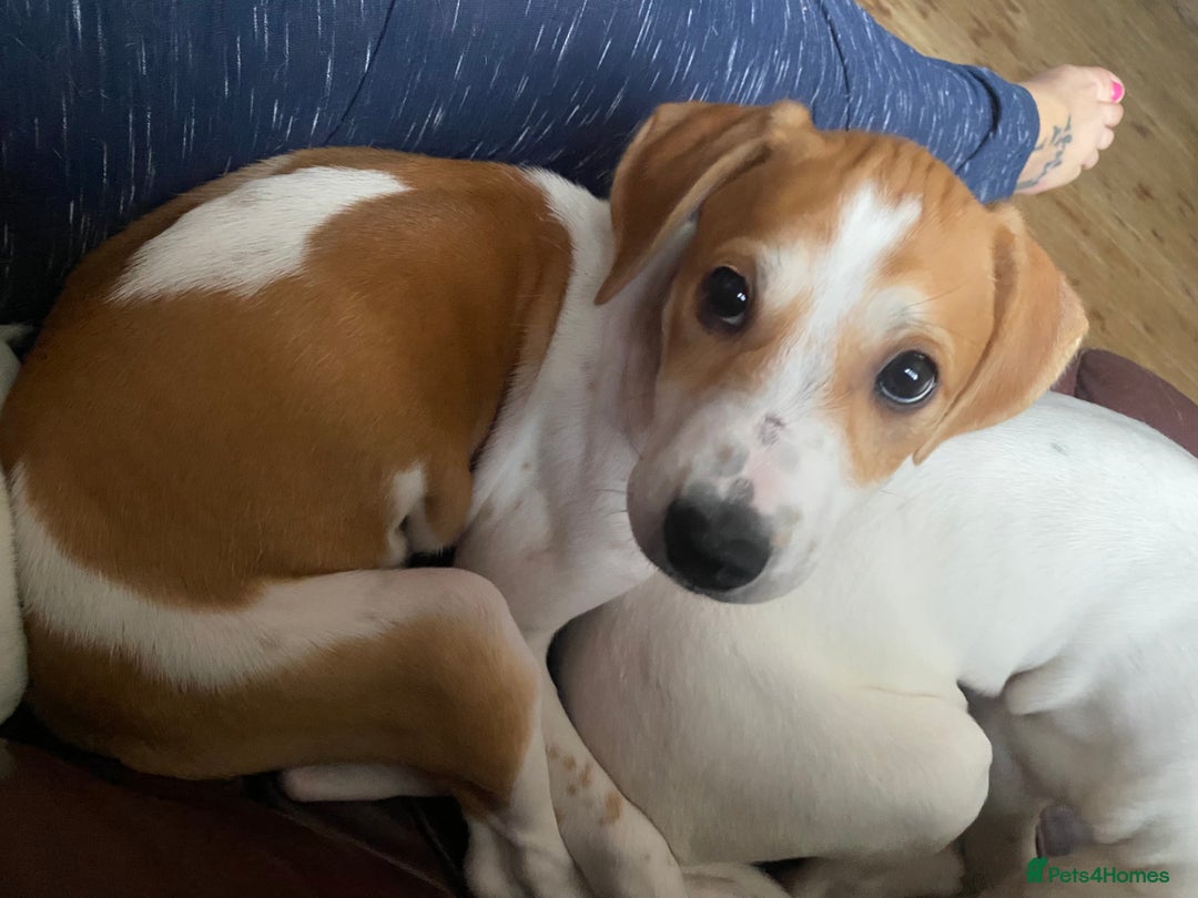 Mixed Breed dogs for sale: Lurcher  - Image 1