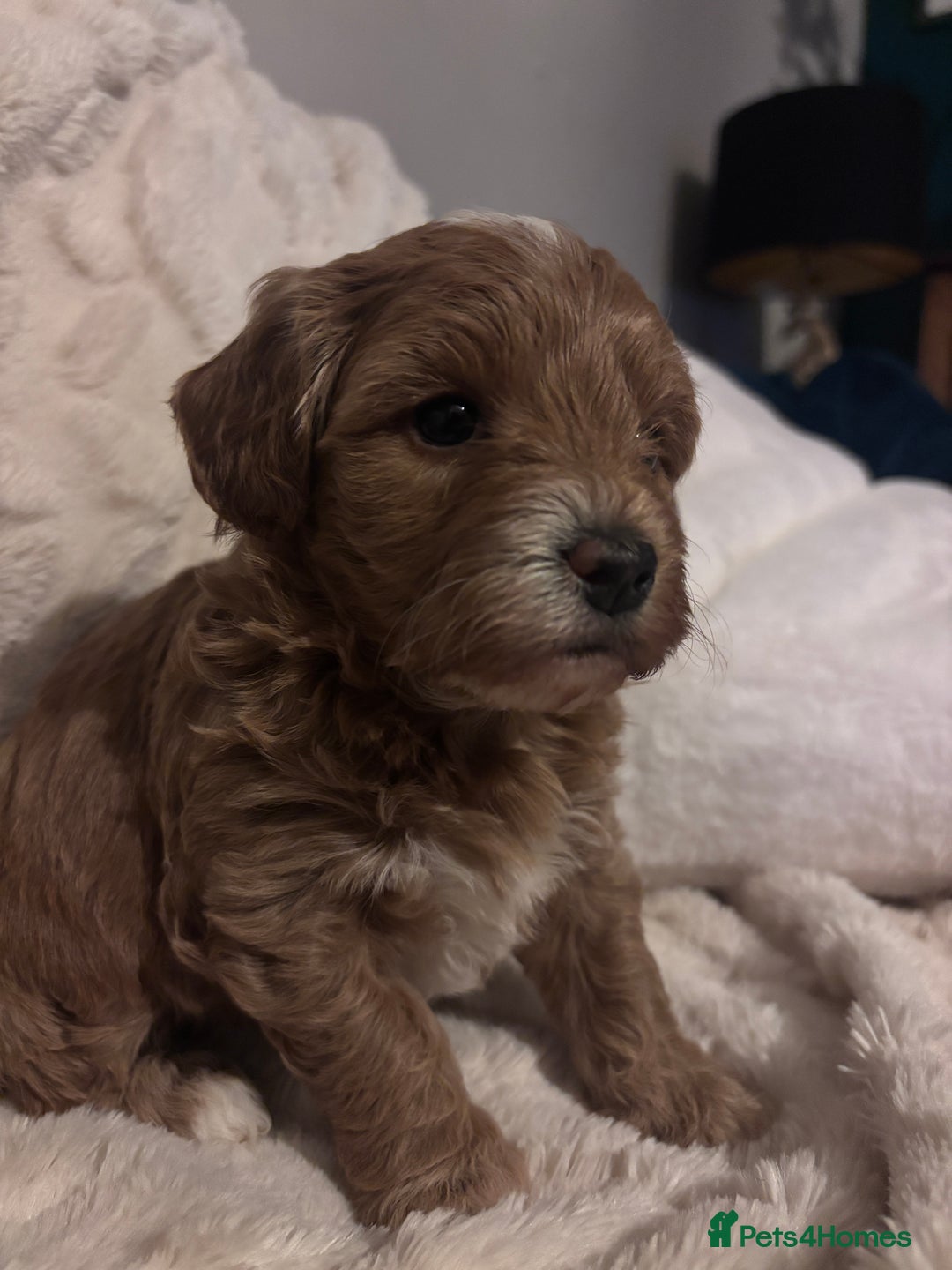 Cavachon dogs for sale: Toy Cavapoochons  - Advert 11