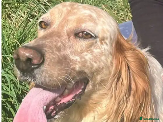 English Setter dogs in Tonypandy - Advert 1