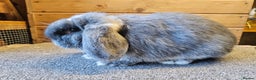 Mini Lop rabbits for sale: Pure Mini lop Blue Otter Doe . Vaccinated  - Advert 1