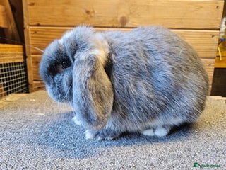 Mini Lop rabbits Pure Mini lop Blue Otter Doe . Vaccinated - Advert 3