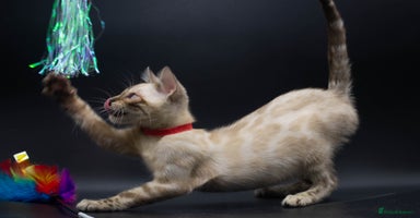 Bengal cats - Advert 3