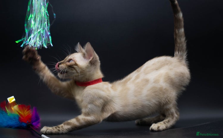 Bengal cats - Advert 4