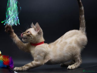 Bengal cats Gorgeous TICA Registered Bengal Kittens! - Advert 17