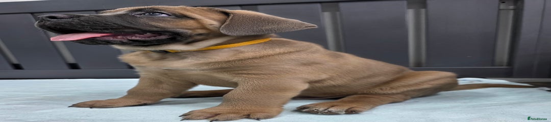 Cane Corso Puppy Yellow collar