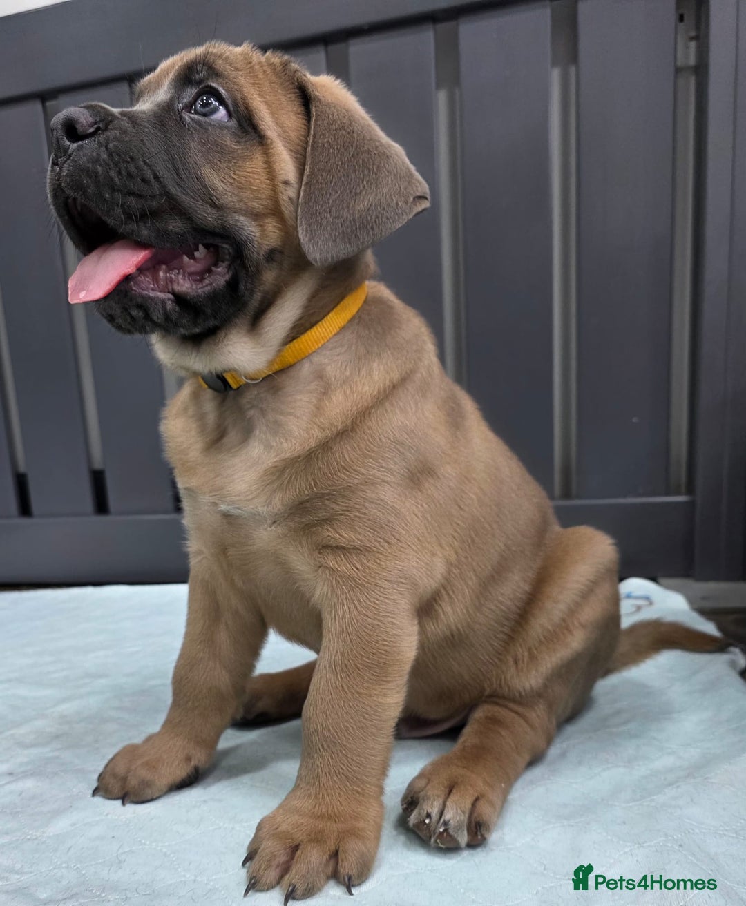 Cane Corso dogs for sale: Excellent Formentino Corso male puppies for sale.  - Image 11