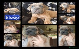 Cane Corso dogs for sale: PRICE DROP! ABKC pure cane corso puppies  - Image 4