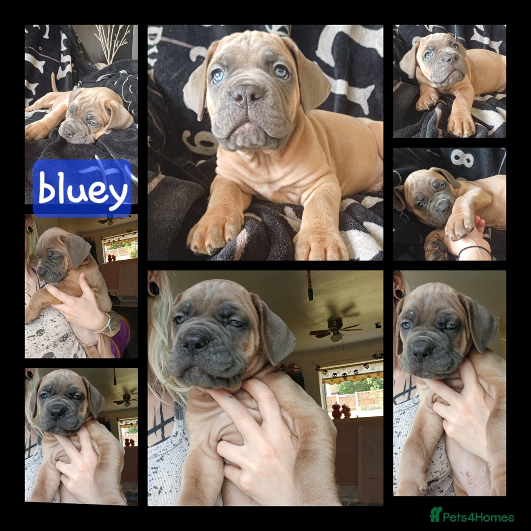 Cane Corso dogs for sale: PRICE DROP! ABKC pure cane corso puppies  - Image 4