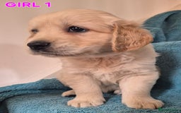 Golden Retriever dogs for sale: Show type Golden Retrievers health tested parents - Image 29