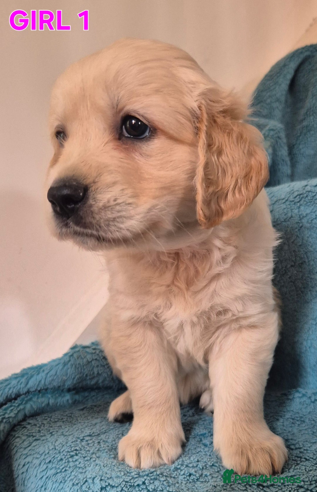 Golden Retriever dogs for sale: Show type Golden Retrievers health tested parents - Image 29
