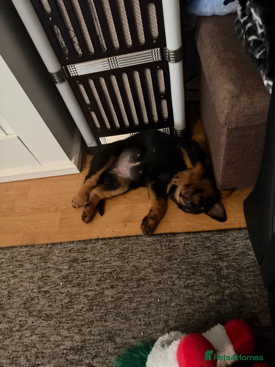 Rottweiler dogs for sale: female rottie - Advert 2