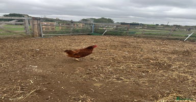 Chickens poultry - Advert 8