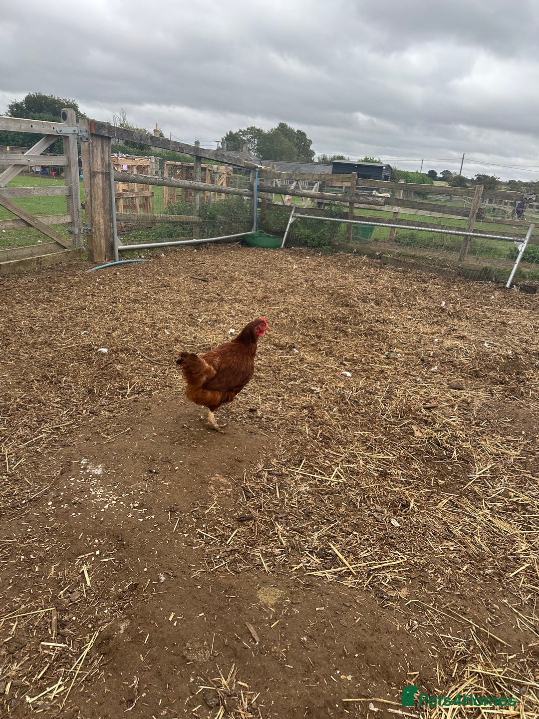 Chickens poultry for sale: POL hens  - Image 3