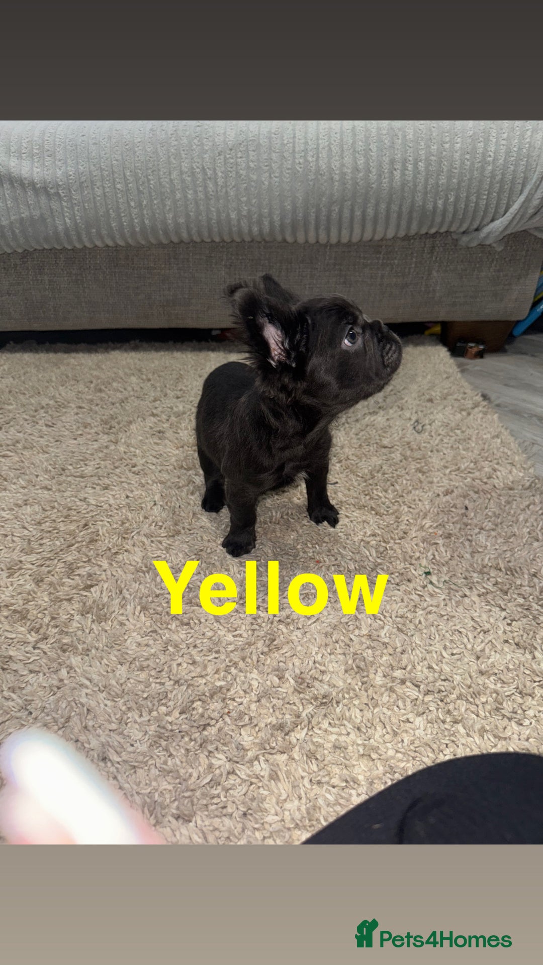 French Bulldog dogs for sale: French bulldog puppies  - Advert 8