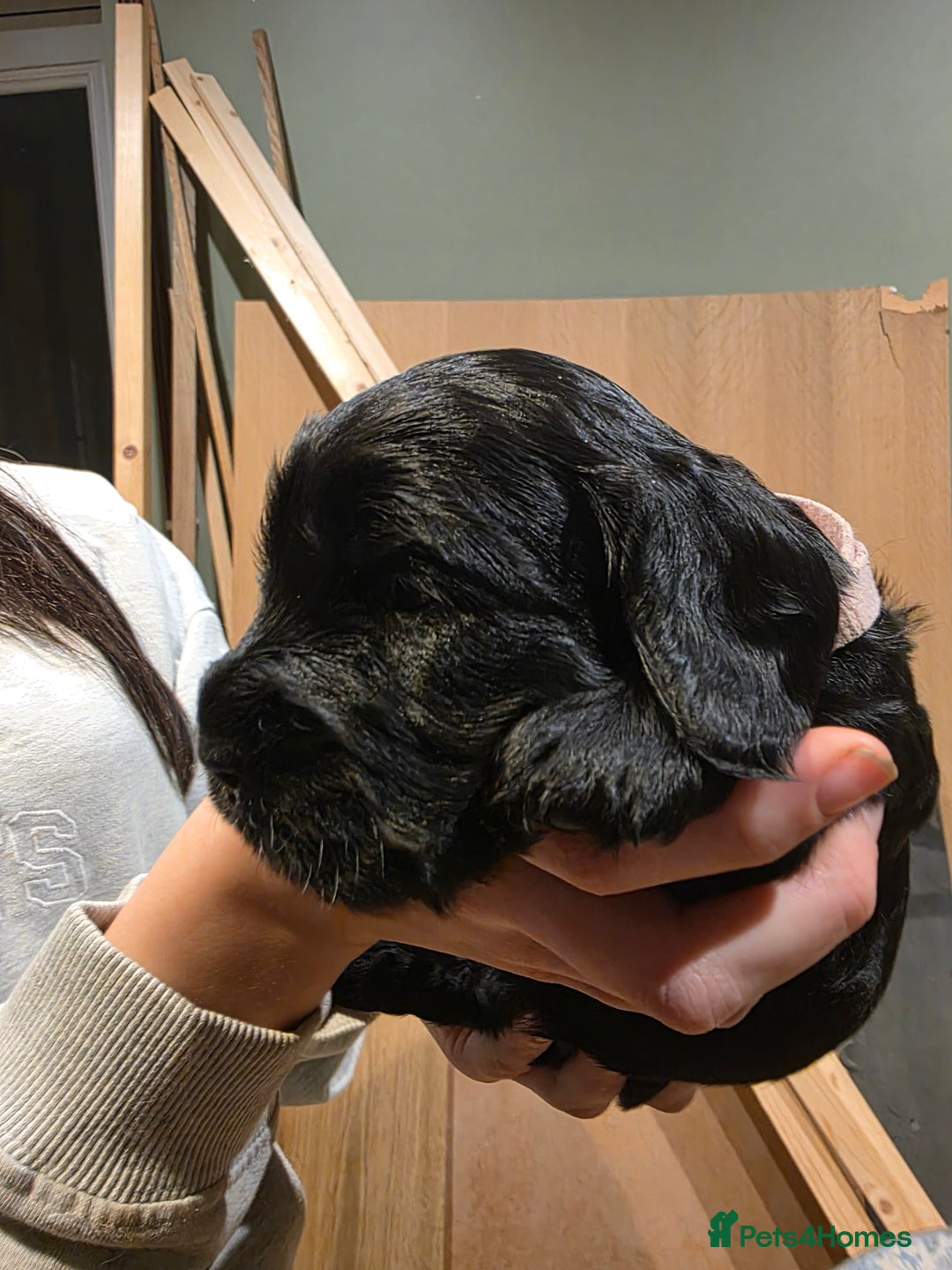 Cockalier dogs for sale: Gorgeous chunky Cockalier pupuchinos - Image 2