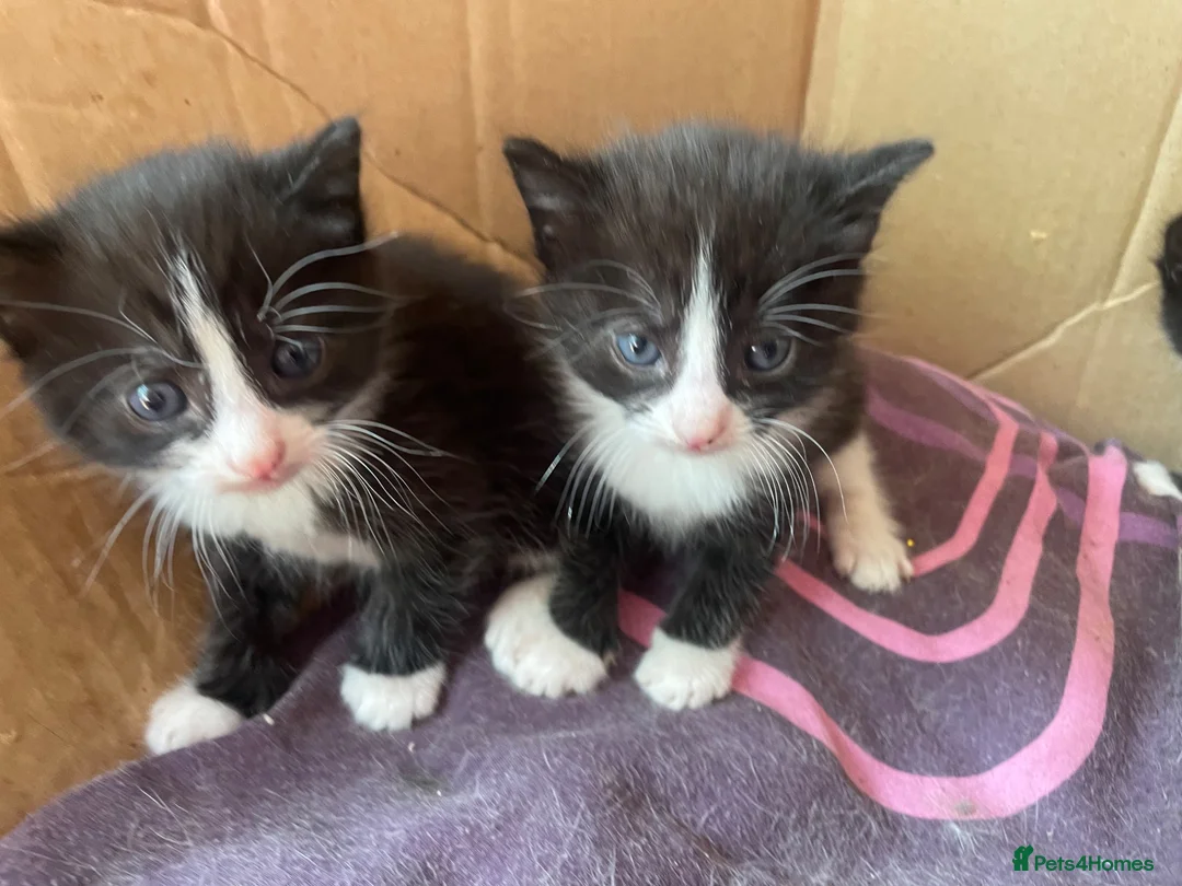 Mixed Breed cats for sale: 10 Loving and Playful Kittens  - Advert 1
