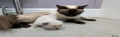Ragdoll 3