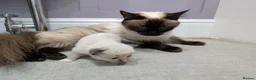 Ragdoll cats for sale: Beautiful Ragdolls - Advert 12