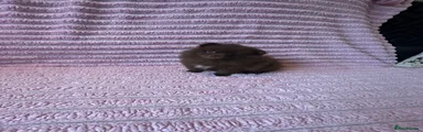 Pomeranian 2