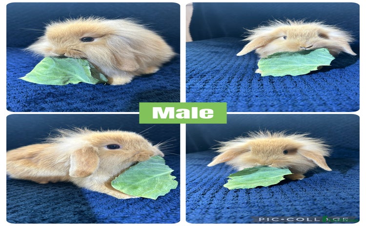 Mini Lion Lop rabbits - Advert 2