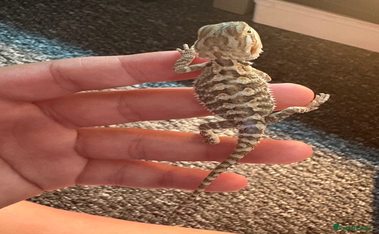 Dragon reptiles - Advert 4