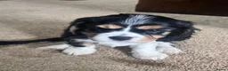 Cavalier King Charles Spaniel dogs for sale: Beautiful litter KC cavalier King Charles spaniel - Advert 11