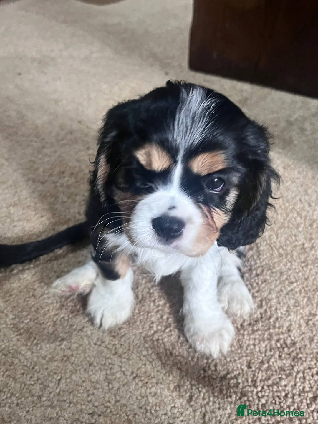 Cavalier King Charles Spaniel dogs for sale: Beautiful litter KC cavalier King Charles spaniel - Advert 11