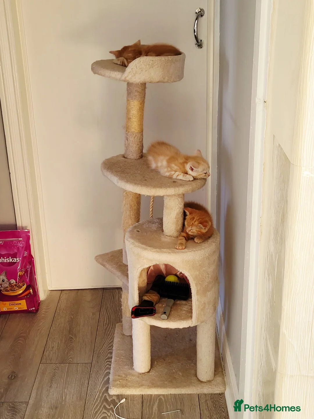 Mixed Breed cats for sale: 3 lovely ginger male cats available  in Preston - Advert 2