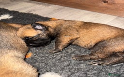 Belgian Shepherd Dog dogs for sale: Top working line puppies  - Image 4