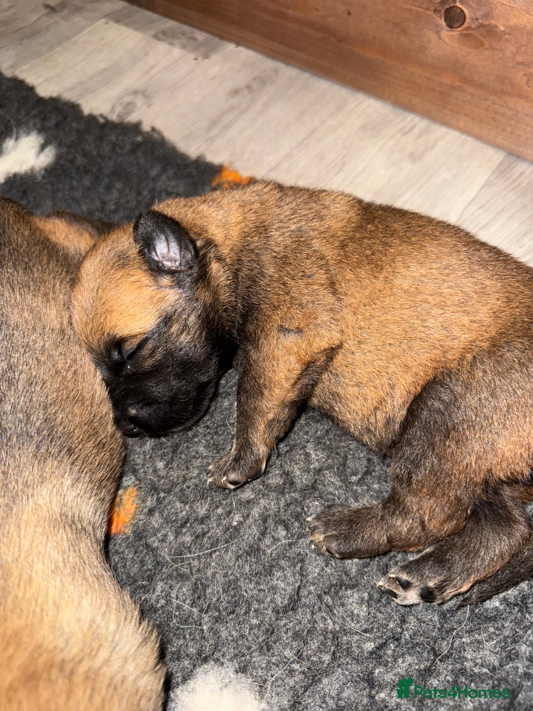 Belgian Shepherd Dog dogs for sale: Top working line puppies  - Image 4