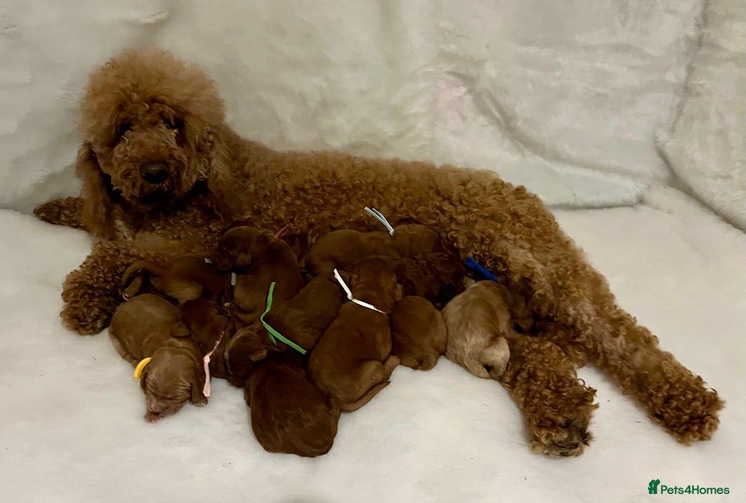 Goldendoodle dogs for sale: multigenerational Australian Red double doodles  - Advert 2