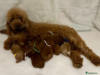 Goldendoodle dogs multigenerational Australian Red double doodles - Advert 5