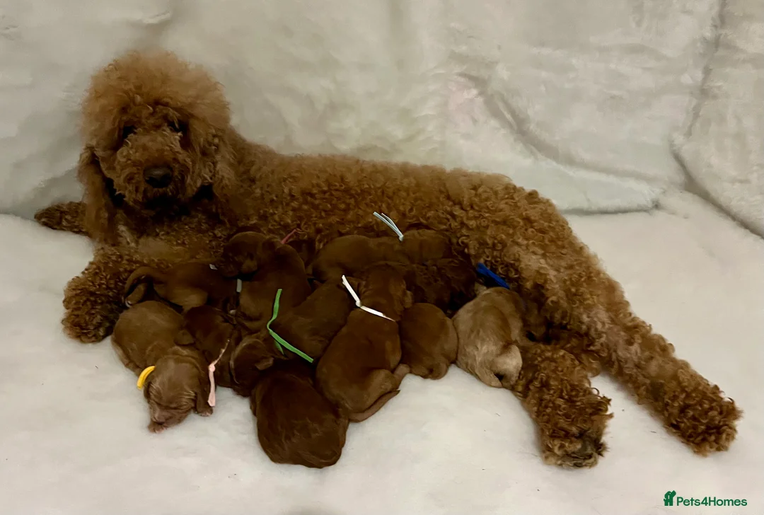 Goldendoodle dogs for sale: multigenerational Australian Red double doodles  - Advert 21