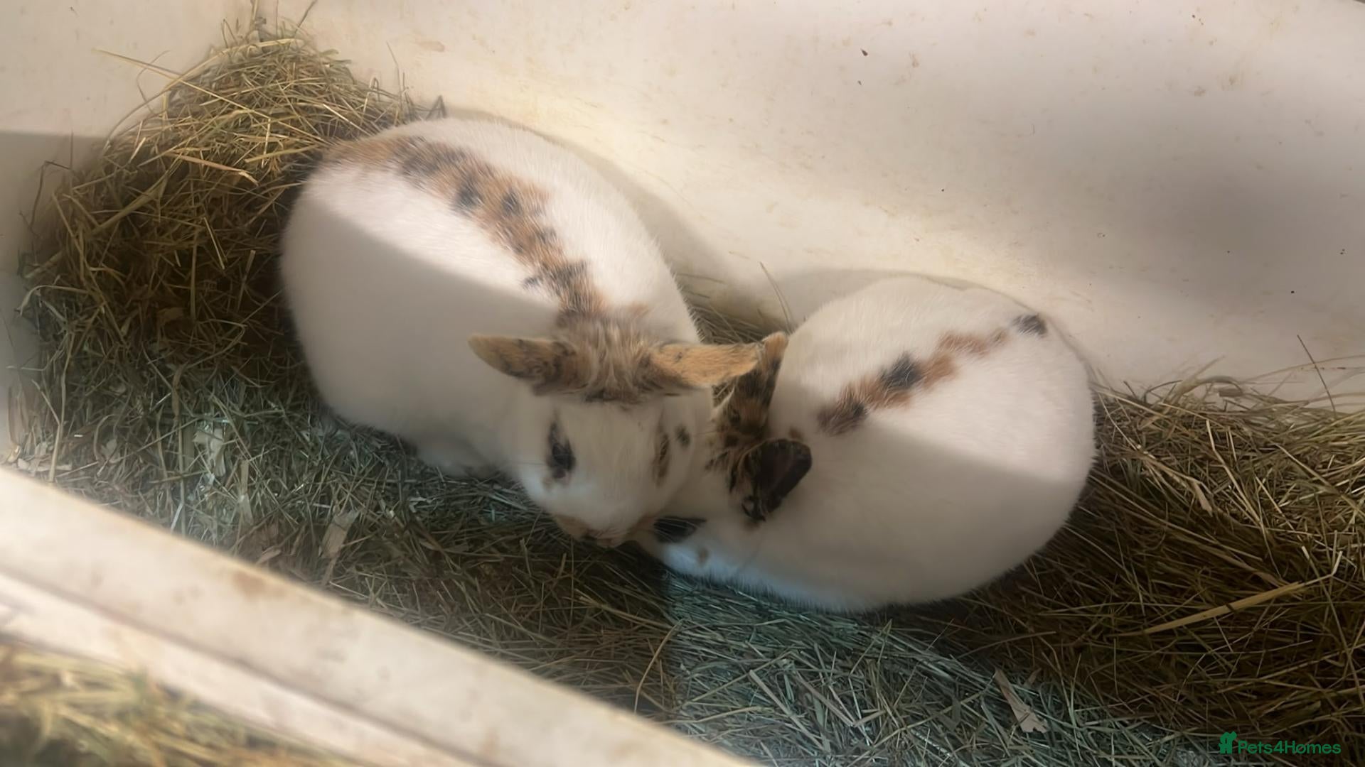 Mixed Breed reptiles for sale: English spot - Advert 2