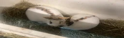 Mixed Breed reptiles for sale: English spot - Advert 2