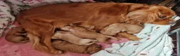 Cavapoo dogs for sale: Superb Cavapoo boys and girl - Advert 1