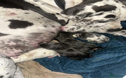 Cane Corso dogs for sale: Stunning Merle Cane Corso Puppies for sale - Image 2