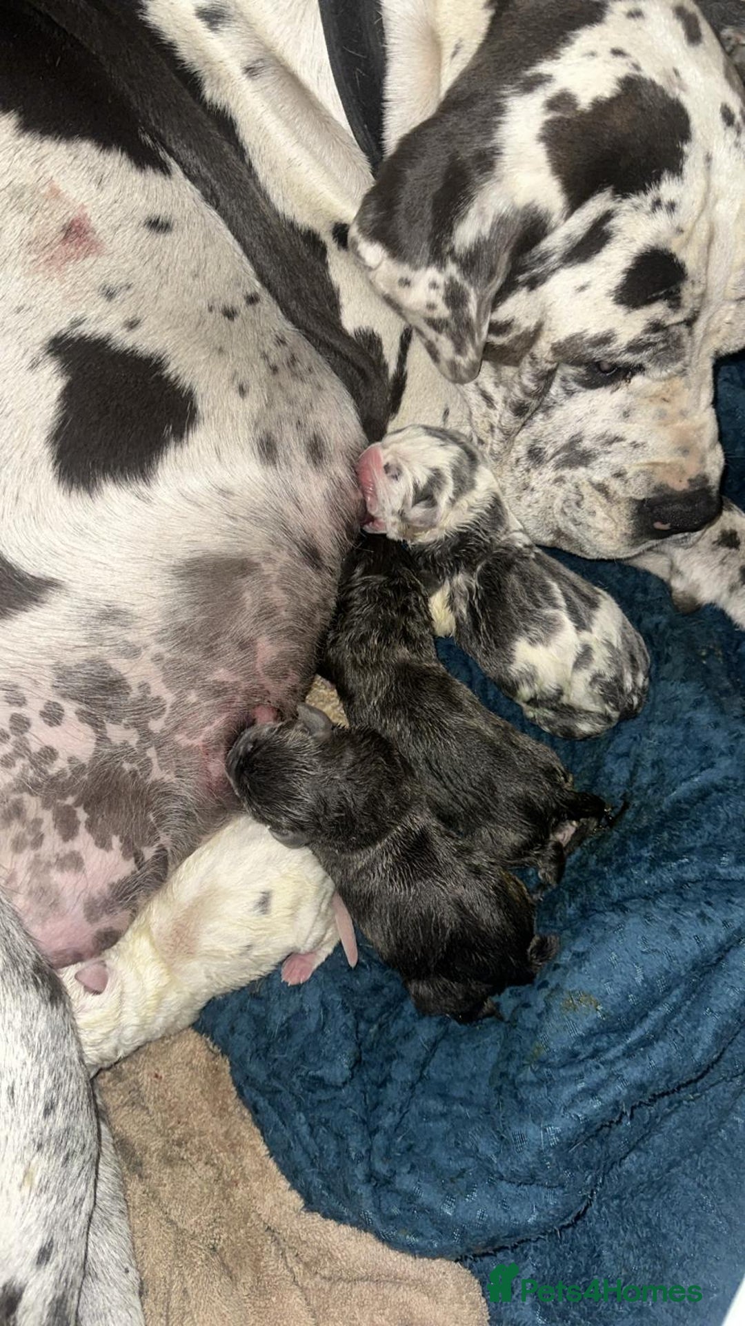 Cane Corso dogs for sale: Stunning Merle Cane Corso Puppies for sale - Image 2