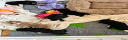 Cockapoo dogs for sale: F1 cockapoos 1 boy still available  - Advert 13