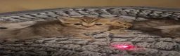 British Shorthair cats for sale: BSH kittens - Advert 15