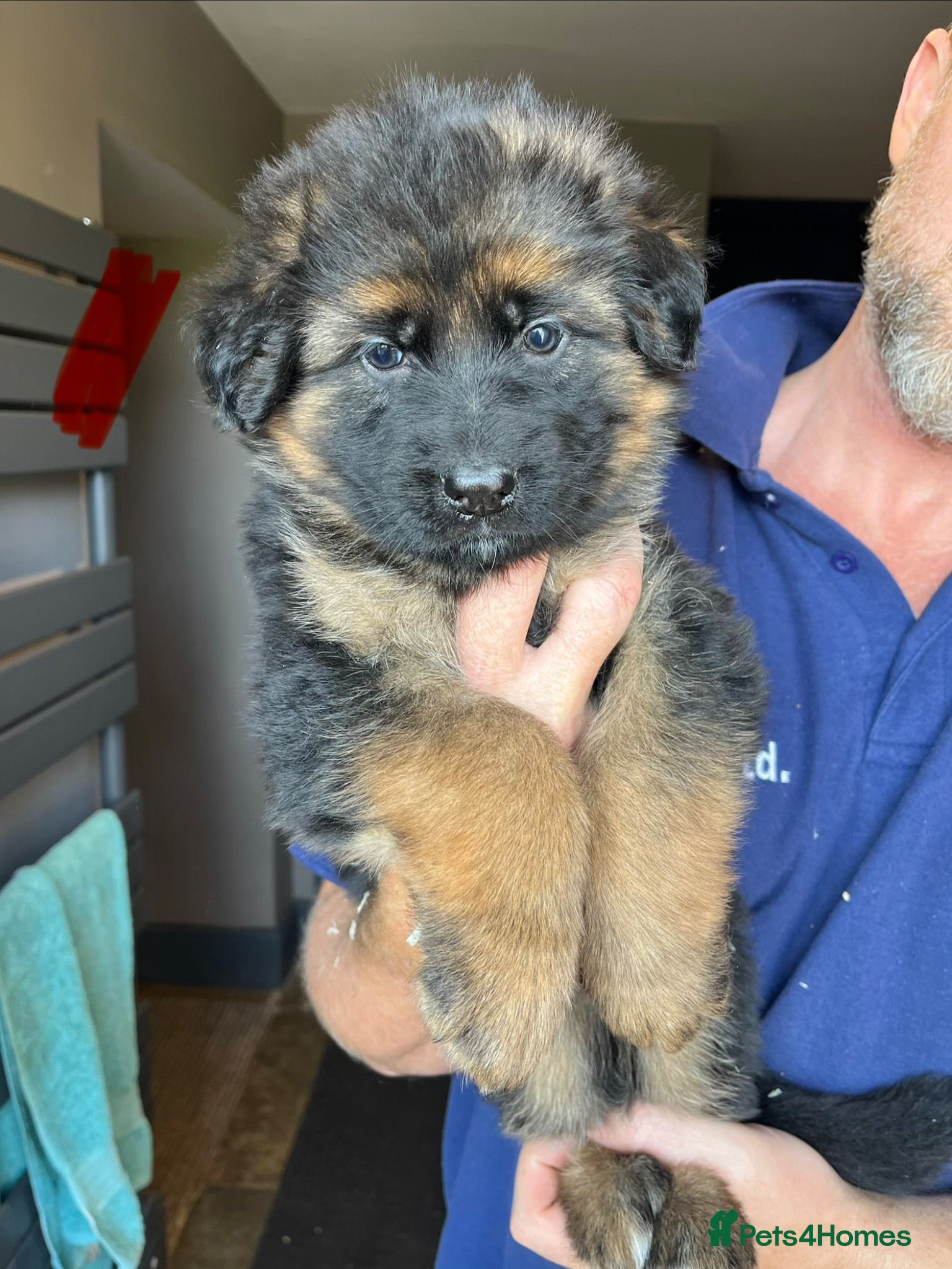 German Shepherd dogs Beautiful KC Reg puppies for sale  - Advert 1