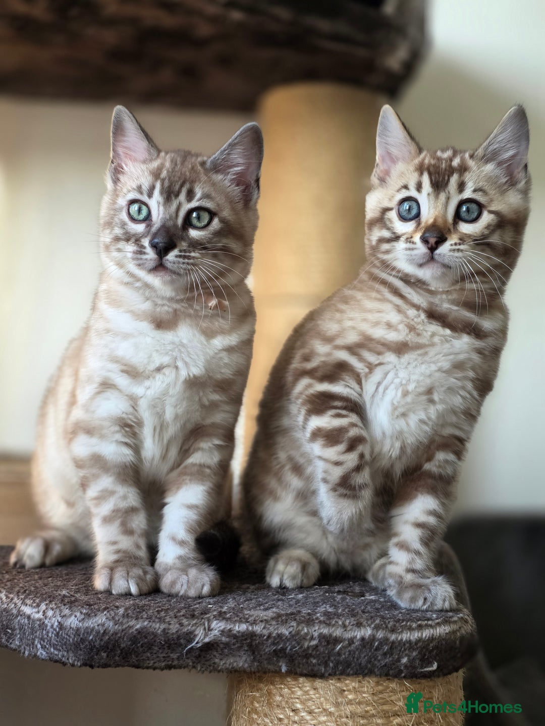 Bengal cats for sale: ❄️ Gorgeous Snow and Charcoal Bengals ❄️  - Advert 26