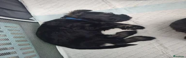 Miniature Schnauzer Dark Blue Collar