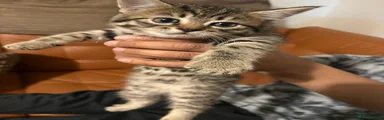 Siberian Kitten 4 Tabby