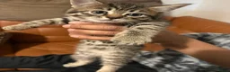 Siberian cats for sale: Five Siberian mixed kittens - Advert 7