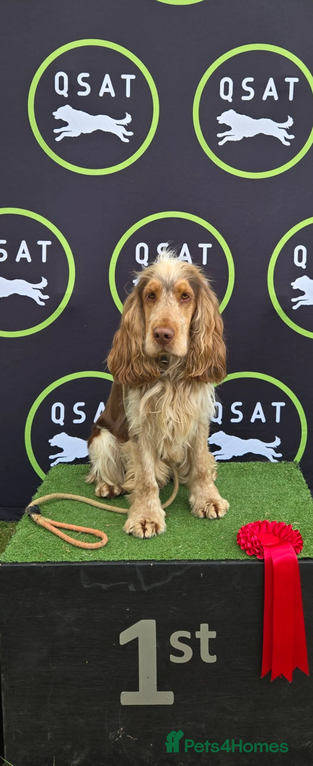 Cocker Spaniel dogs for stud: KC reg show cocker spaniel, proven health tested  - Advert 13