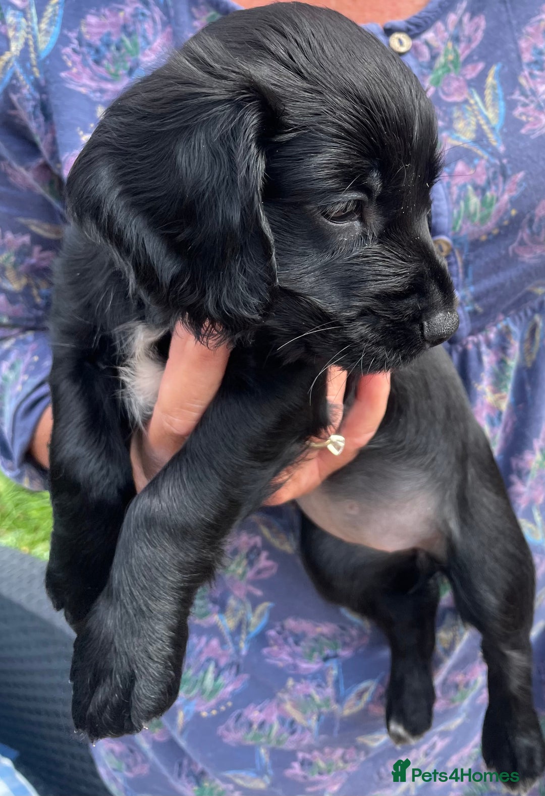 Cocker Spaniel dogs for sale: KC REG FIELD TRIAL SIRED COCKER SPANIEL PUPPIES  - Image 9