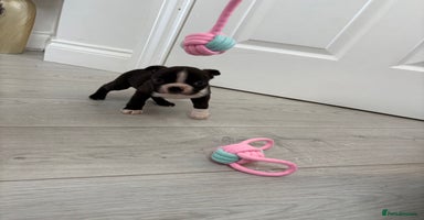 Boston Terrier dogs - Advert 2