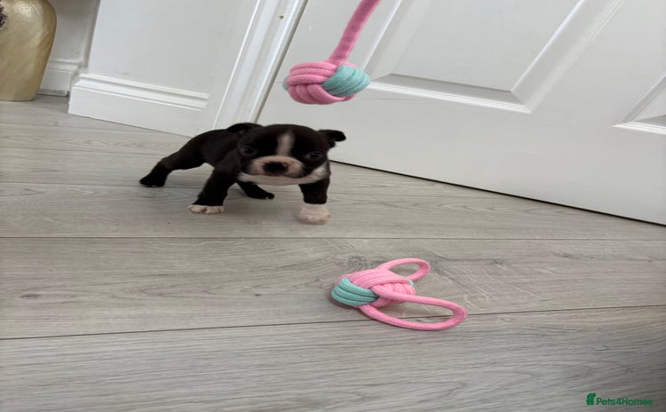 Boston Terrier dogs - Advert 2